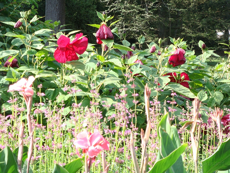 166 Longwood Gardens [2008 August 23].JPG - Longwood Gardens in Pennsylvania